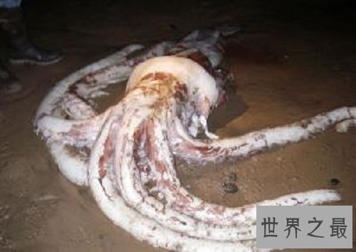 【图】巨枪乌贼 世界上最大的乌贼是抹香鲸的死敌