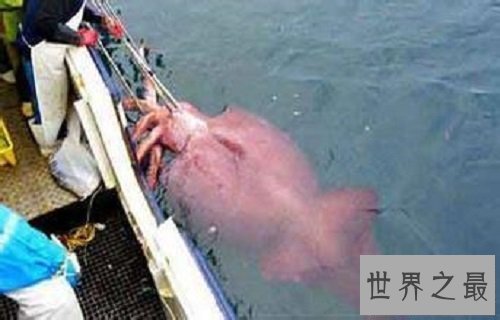 【图】巨枪乌贼 世界上最大的乌贼是抹香鲸的死敌