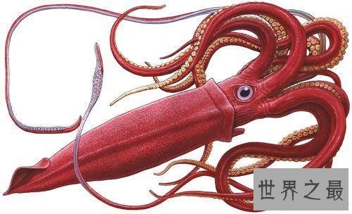 【图】巨枪乌贼 世界上最大的乌贼是抹香鲸的死敌
