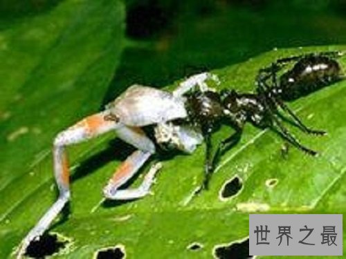 【图】子弹蚁毒性最强的蚂蚁 竟然以小打大