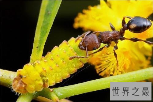 【图】子弹蚁毒性最强的蚂蚁 竟然以小打大