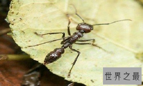 【图】子弹蚁毒性最强的蚂蚁 竟然以小打大