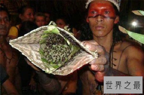 【图】子弹蚁毒性最强的蚂蚁 竟然以小打大