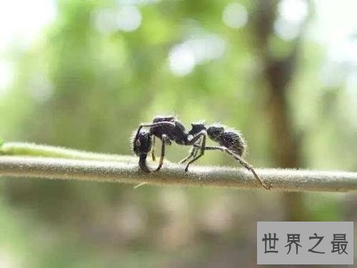 【图】子弹蚁毒性最强的蚂蚁 竟然以小打大