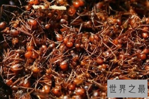 【图】子弹蚁毒性最强的蚂蚁 竟然以小打大
