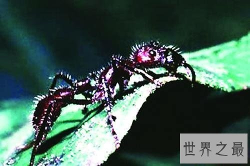 【图】子弹蚁毒性最强的蚂蚁 竟然以小打大