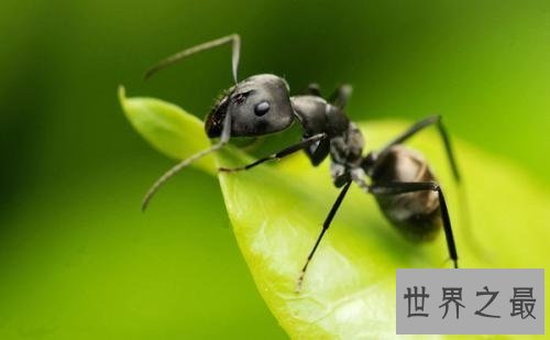【图】子弹蚁毒性最强的蚂蚁 竟然以小打大