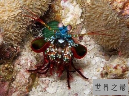 【图】绿虾蛄一种绿色的虾蛄到底有怎么的习性呢