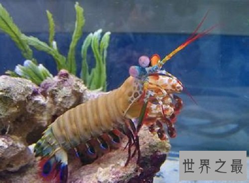 【图】绿虾蛄一种绿色的虾蛄到底有怎么的习性呢