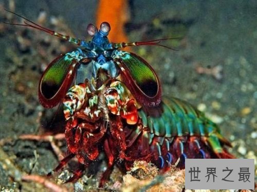 【图】绿虾蛄一种绿色的虾蛄到底有怎么的习性呢