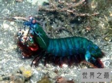 【图】绿虾蛄一种绿色的虾蛄到底有怎样的习性呢