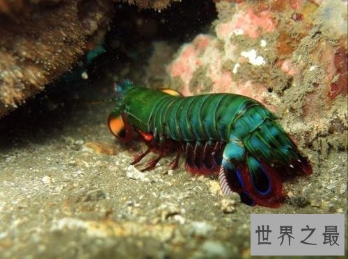 【图】绿虾蛄一种绿色的虾蛄到底有怎么的习性呢