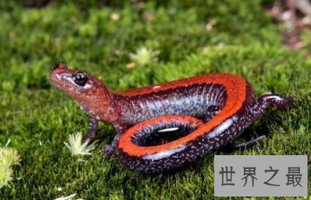 【图】你见过哪些品种的蝾螈图片  咱们应该怎样养它