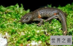 【图】你见过哪些品种的蝾螈图片  我们应该怎么养它