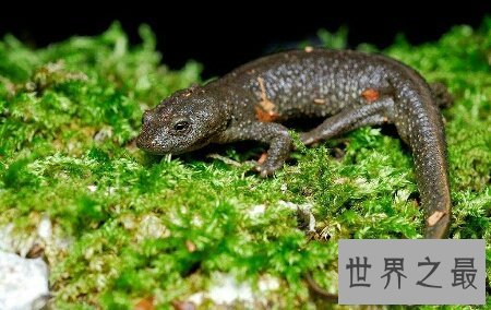 【图】你见过哪些品种的蝾螈图片  咱们应该怎样养它