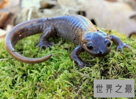 【图】你见过哪些品种的蝾螈图片  咱们应该怎样养它