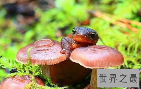 【图】你见过哪些品种的蝾螈图片  咱们应该怎样养它
