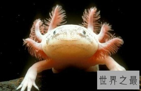 【图】你见过哪些品种的蝾螈图片  咱们应该怎样养它