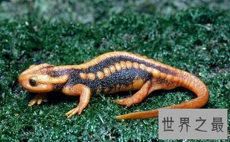 【图】你见过哪些品种的蝾螈图片  咱们应该怎样养它