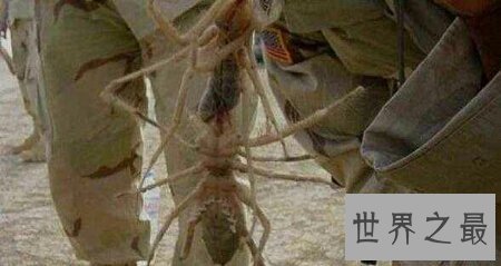 【图】你见过那些十分有力量的蚂蚁之巨型蚂蚁