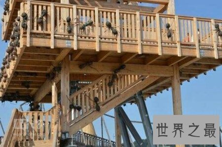 【图】你见过那些十分有力量的蚂蚁之巨型蚂蚁