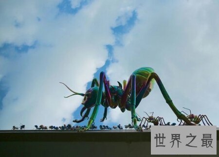 【图】你见过那些十分有力量的蚂蚁之巨型蚂蚁