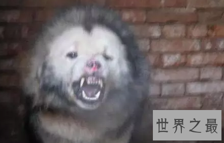 【图】嘘 通知你一个秘密 纯种鬼面獒之王者归来