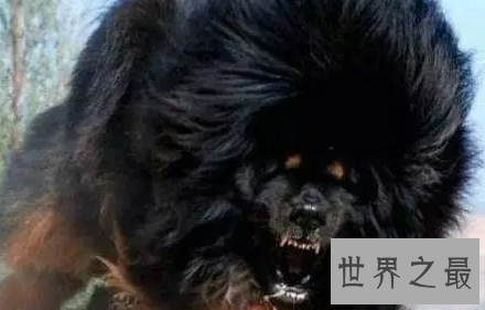 【图】嘘 通知你一个秘密 纯种鬼面獒之王者归来