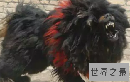 【图】嘘 通知你一个秘密 纯种鬼面獒之王者归来