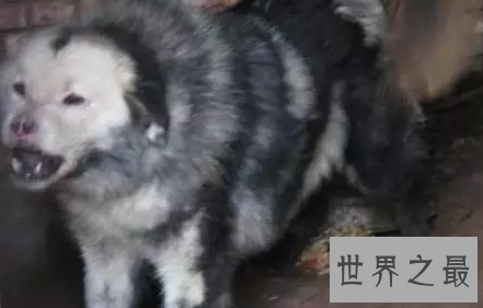 【图】嘘 通知你一个秘密 纯种鬼面獒之王者归来