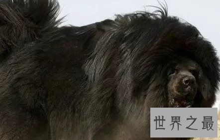 【图】嘘 通知你一个秘密 纯种鬼面獒之王者归来