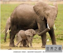 【图】非洲象濒临灭绝 竟然是我们人类造成的结果