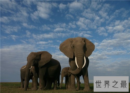 【图】非洲象濒临灭绝 竟然是咱们人类形成的后果