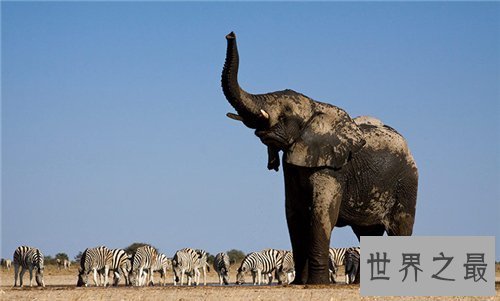 【图】非洲象濒临灭绝 竟然是咱们人类形成的后果