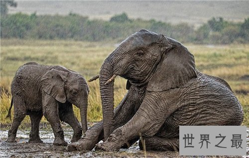 【图】非洲象濒临灭绝 竟然是咱们人类形成的后果