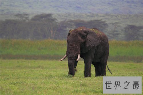 【图】非洲象濒临灭绝 竟然是咱们人类形成的后果