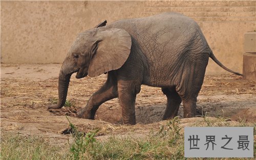 【图】非洲象濒临灭绝 竟然是咱们人类形成的后果