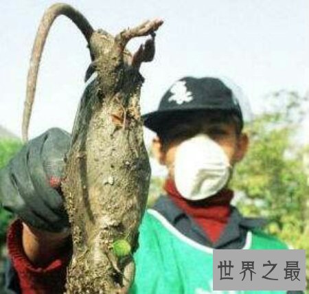 【图】小说家的谰言中世界上最大的老鼠切尔诺贝利巨