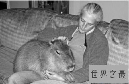【图】小说家的谰言中世界上最大的老鼠切尔诺贝利巨