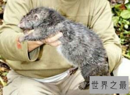 【图】小说家的谰言中世界上最大的老鼠切尔诺贝利巨