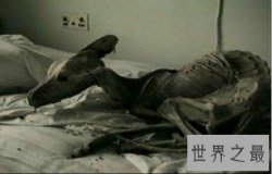 【图】小说家的谣言中世界上最大的老鼠切尔诺贝利巨