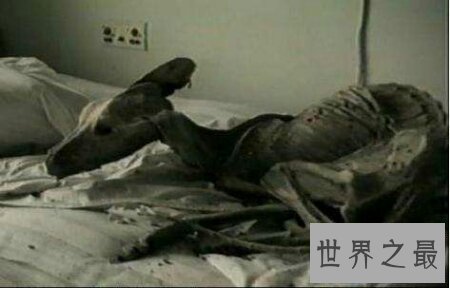 【图】小说家的谰言中世界上最大的老鼠切尔诺贝利巨