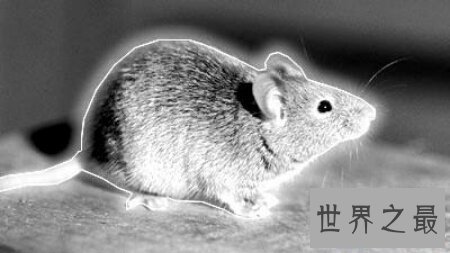 【图】小说家的谰言中世界上最大的老鼠切尔诺贝利巨