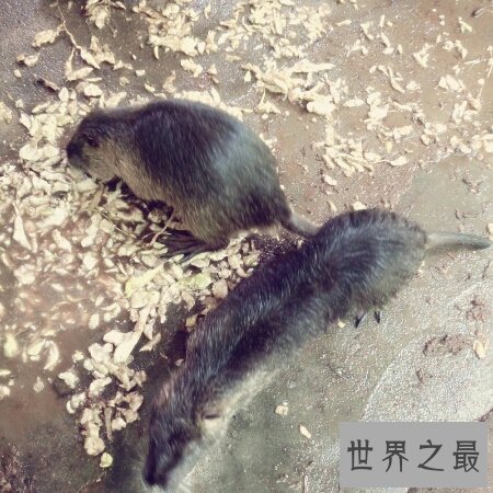 【图】小说家的谰言中世界上最大的老鼠切尔诺贝利巨
