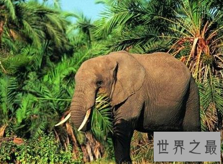 【图】世界上最大的哺乳动物你与他之间体积差了多少