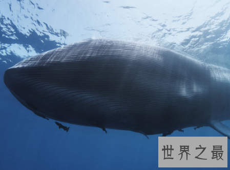 【图】世界上最大的哺乳动物你与他之间体积差了多少