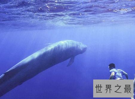 【图】世界上最大的哺乳动物你与他之间体积差了多少