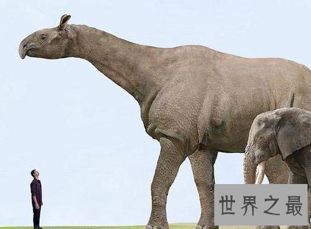 【图】世界上最大的哺乳动物你与他之间体积差了多少