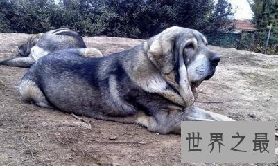 【图】大乔治是目前世界上最大的狗 它的分量比一局部