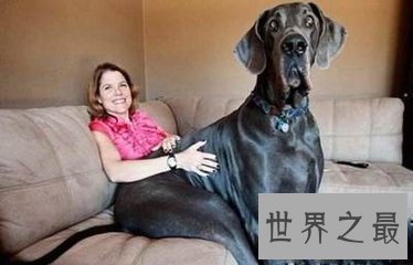 【图】大乔治是目前世界上最大的狗 它的分量比一局部